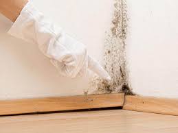 Best Commercial Mold Inspection  in Latta, SC